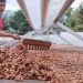 Kakao Aceh Tenggara Masuk 50 Besar Dunia di Cacao of Excellence 2025