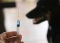 Warga Mengwi Antusias Vaksinasi Massal Anjing Cegah Rabies