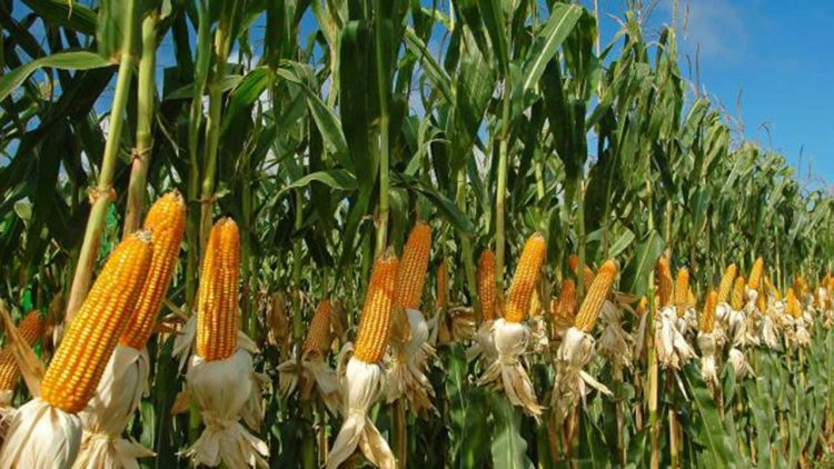 Desa Munjul Luncurkan Program Jagung Hibrida Perkuat Ketahanan Pangan