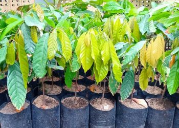 Polinela Kembangkan Riset Optimalkan Pertumbuhan Bibit Kakao