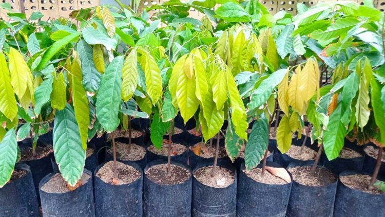 Polinela Kembangkan Riset Optimalkan Pertumbuhan Bibit Kakao