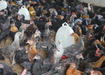 Desa Renah Kurung Fokus Kembangkan Ketahanan Pangan