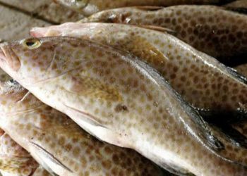 Ekspor Ikan Kerapu Kepri Kembali Dibuka Dengan Pelepasan 7 Ton Ke Hongkong