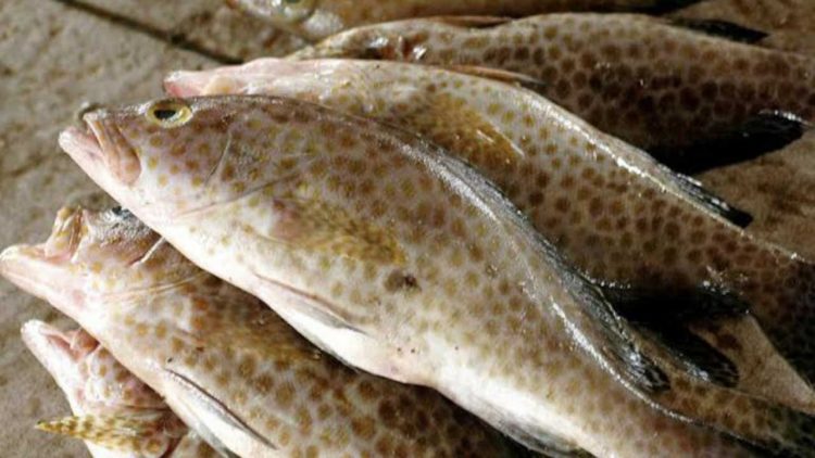 Ekspor Ikan Kerapu Kepri Kembali Dibuka Dengan Pelepasan 7 Ton Ke Hongkong