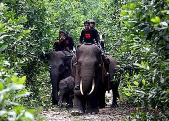 Reforestasi Tesso Nilo Capai 7150 Hektare Masyarakat Serahkan Lahan Sukarela