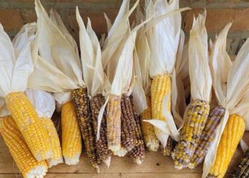 Mahasiswa UIN Raden Intan Lampung Raih Juara Nasional Berkat Inovasi Mulsa Kulit Jagung