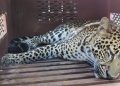 Macan Tutul Kabur dari Kebun Binatang Gegerkan Hotel di Bandung