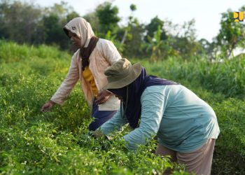 Infrastruktur JIAT Kementerian PU Dongkrak Produktivitas Petani Gunungkidul