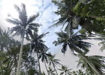 Kaltim Genjot Investasi Hijau Hadapi Pengurangan Dana Transfer
