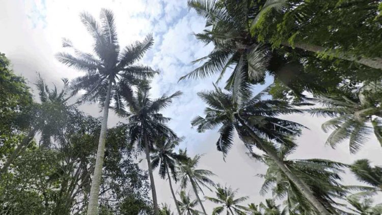 Kaltim Genjot Investasi Hijau Hadapi Pengurangan Dana Transfer