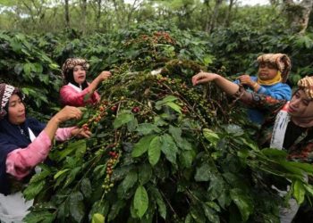 Harga Kopi Arabika Gayo di Bener Meriah Naik Dipicu Cuaca Baik dan Permintaan Tinggi