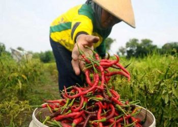 Program Pekarangan Bergizi Tekan Laju Inflasi di Penajam Paser Utara