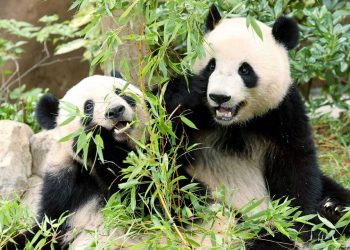 Jepang Akhiri Era Panda