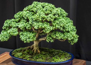 Pesona Bonsai Sanggam Meriahkan HUT Kampung Labanan