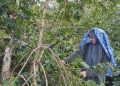 Banjir Rusak Ratusan Hektare Kebun Kopi di Bener Meriah