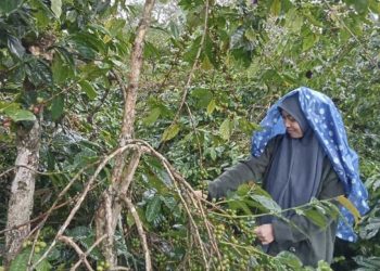 Banjir Rusak Ratusan Hektare Kebun Kopi di Bener Meriah