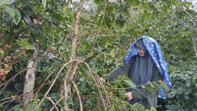 Banjir Rusak Ratusan Hektare Kebun Kopi di Bener Meriah