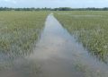 Banjir Rusak Ribuan Hektare Sawah di Kota Langsa