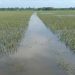 Banjir Rusak Ribuan Hektare Sawah di Kota Langsa