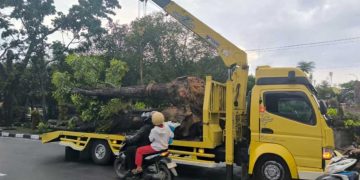 Wali Kota Pekanbaru Larang Penebangan Pohon Besar Tanpa Izin