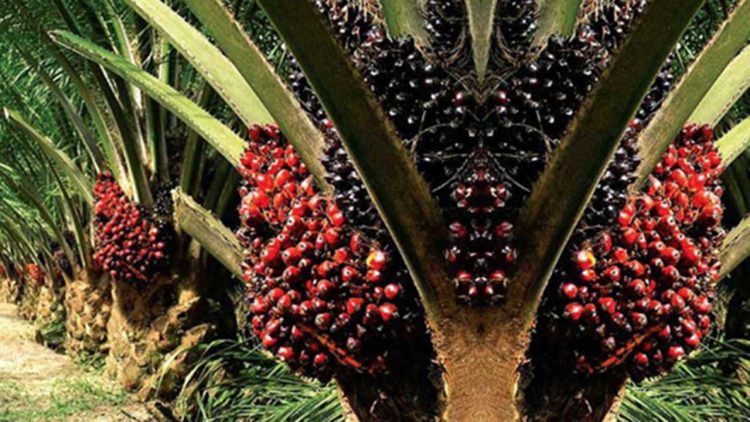 RAT KUD Sejahtera Tegaskan Peran Koperasi Dorong Hilirisasi Sawit