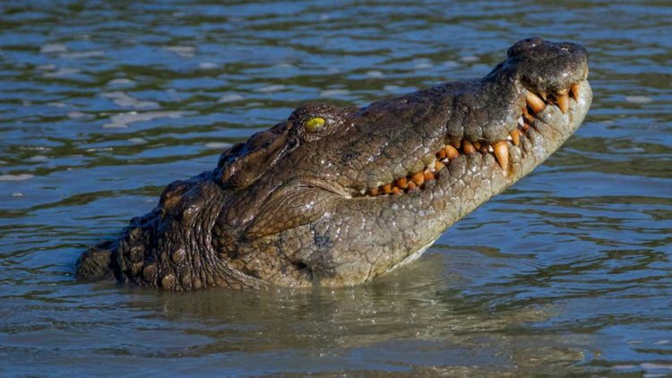 Buaya Sepanjang 2 Meter Masuk Permukiman Warga di Inhil, Dievakuasi DPKP