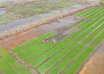 Kalimantan Timur Targetkan Cetak Sawah Baru 20 Ribu Hektare pada 2026