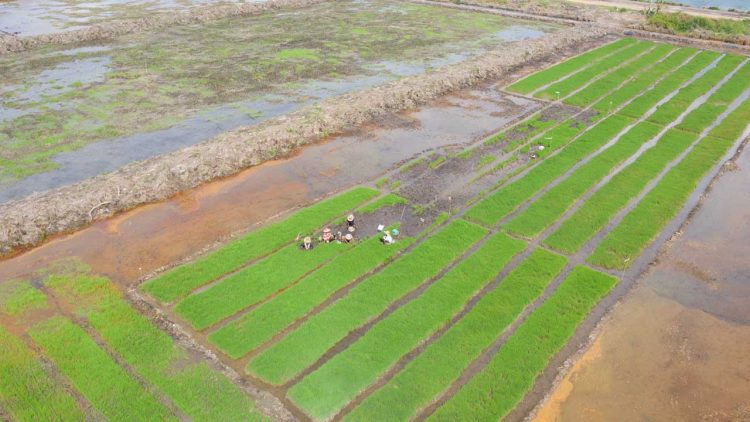 Kalimantan Timur Targetkan Cetak Sawah Baru 20 Ribu Hektare pada 2026