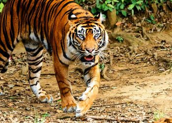 Anak Harimau Sumatera Terekam di Pelalawan, BBKSDA Riau Turunkan Tim Mitigasi