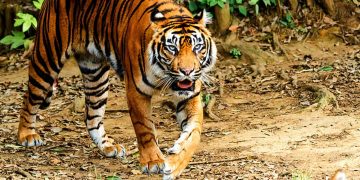 Anak Harimau Sumatera Terekam di Pelalawan, BBKSDA Riau Turunkan Tim Mitigasi