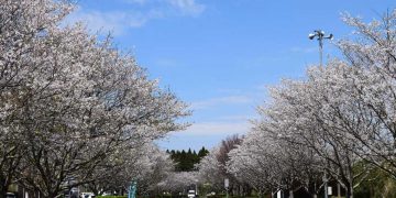 Gianyar Gandeng Kota Osaki Jepang Perkuat Sistem Pengelolaan Sampah Berbasis Pengetahuan