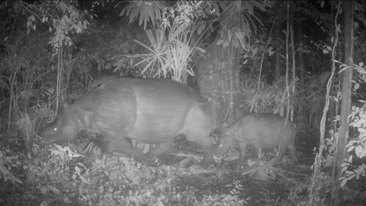 Populasi Badak Jawa Bertambah Terekam Induk dan Anakan di Ujung Kulon