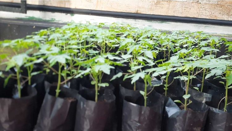 PKK Desa Mekar Karya Dorong Kemandirian Ekonomi Lewat Program Pepaya Rumah Tangga