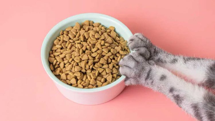 Banyuasin Catat Ekspor Perdana Pet Food ke Filipina