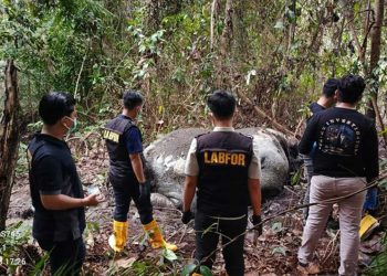 BBKSDA Riau Selidiki Dugaan Perburuan Gajah di Pelalawan