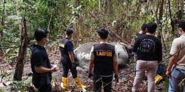 BBKSDA Riau Selidiki Dugaan Perburuan Gajah di Pelalawan