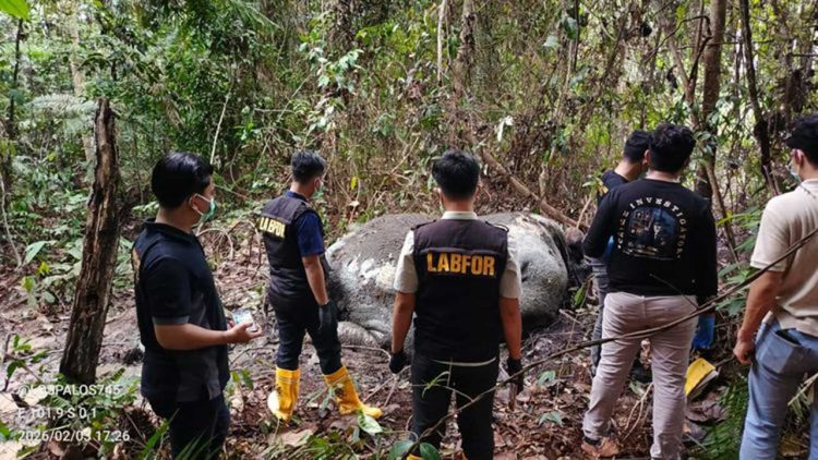 BBKSDA Riau Selidiki Dugaan Perburuan Gajah di Pelalawan
