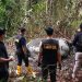 BBKSDA Riau Selidiki Dugaan Perburuan Gajah di Pelalawan