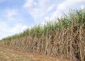 GM PT SGN MKSO Kebun Dhoho Pastikan Program Tanaman Tebu Berjalan Sesuai Rencana