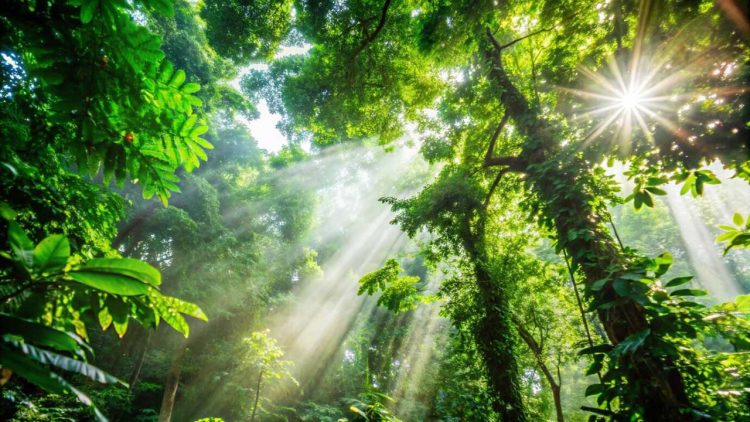 Pemprov Riau Matangkan Penetapan FREL Untuk Mitigasi Perubahan Iklim
