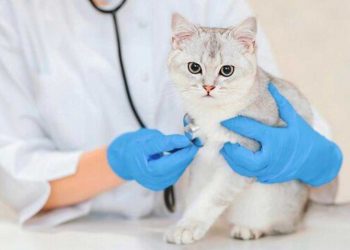 Cianjur Gratiskan Layanan Kesehatan Hewan