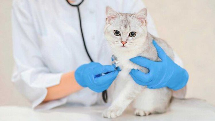 Cianjur Gratiskan Layanan Kesehatan Hewan