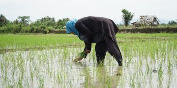 Program P3TGAI 2026 Dimulai di 12.000 Lokasi, Kementerian PU Buka Rekrutmen Tenaga Pendamping Masyarakat
