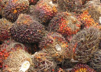 Harga TBS Sawit Aceh Turun Petani Keluhkan Ketidaksamaan Pembelian