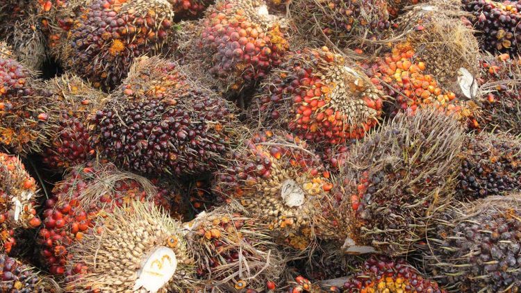 Harga TBS Sawit Aceh Turun Petani Keluhkan Ketidaksamaan Pembelian