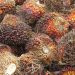 Harga TBS Sawit Aceh Turun Petani Keluhkan Ketidaksamaan Pembelian