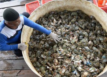 Tanjung Seloka Jadi Contoh Ekonomi Pesisir Berkelanjutan