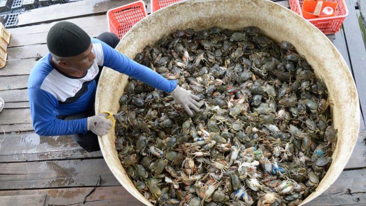 Tanjung Seloka Jadi Contoh Ekonomi Pesisir Berkelanjutan