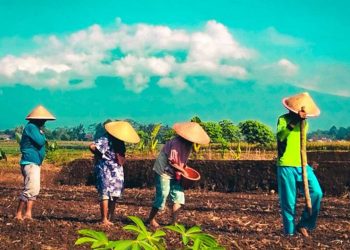 Program Desaku Maju Dorong Kemandirian Petani Lampung