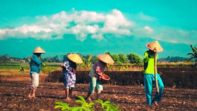 Program Desaku Maju Dorong Kemandirian Petani Lampung